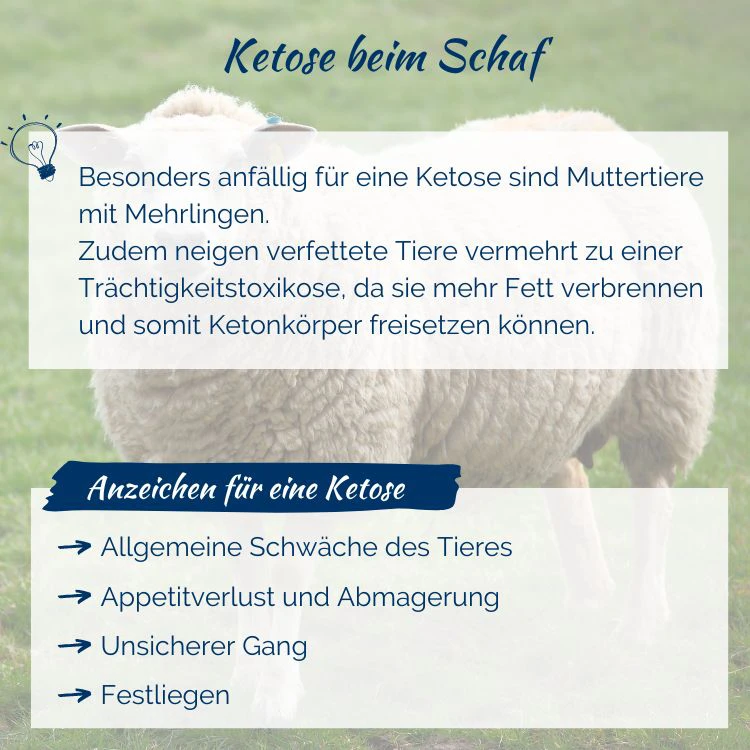 muttertiere-mehrlinge-hochtraechtigkeit-traechtigkeitstoxikose-ketonkoerper