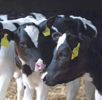 rinder-fachartikel-futter-milchkühe-kälber-mastrinder-trockensteher-jungtiere