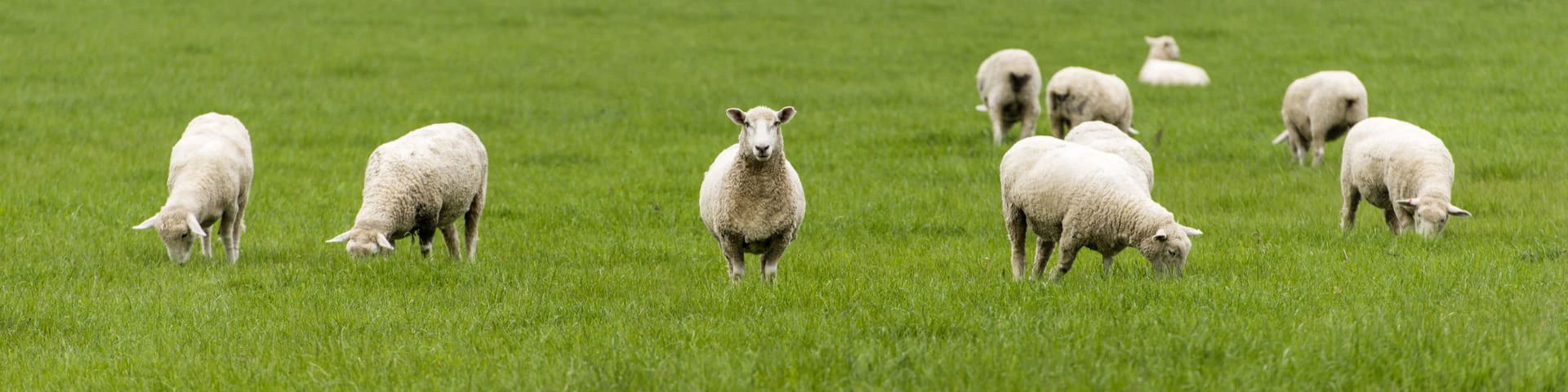 schaffutter-schafmineral-schafe-lamm-lämmermilch-lämmeraufzucht-leckmasse