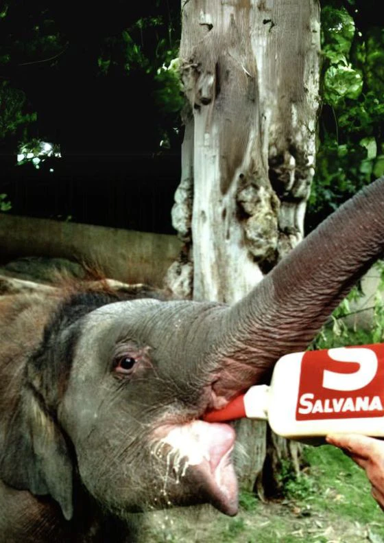 elefant-milch-mineralfutter-milchaustauscher-salvana-versorgung-zoo-tierpark