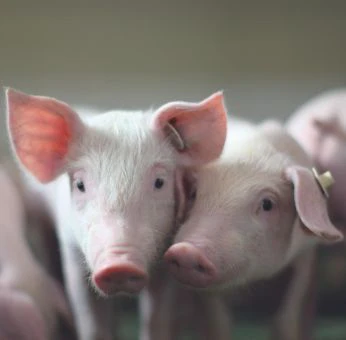 schweine-fachartikel-tierernährung-ferkel-zuchtsauen-mastschweine-aufzucht