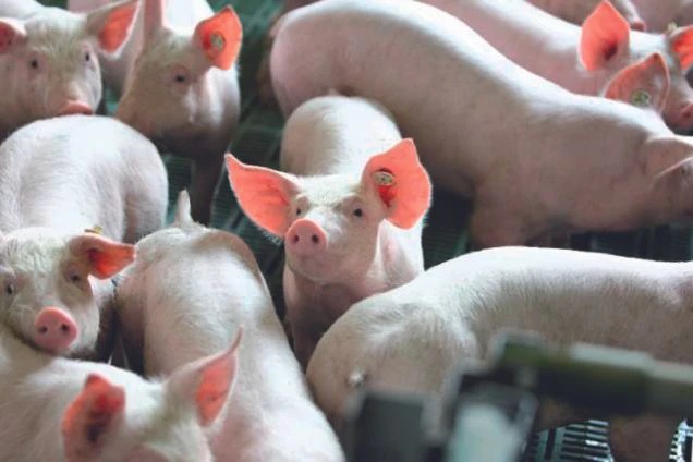 eukatop-salvana-ferkel-schweine-atemwege-immunitaet-abwehrkraefte-schleimhaute