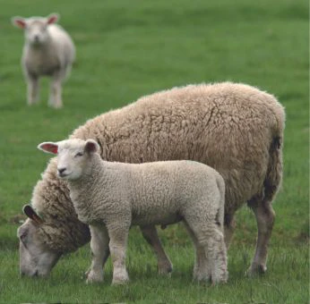 schafe-fachartikel-lammzeit-mutterschafe-lämmermilch-tierernährung-kupfer