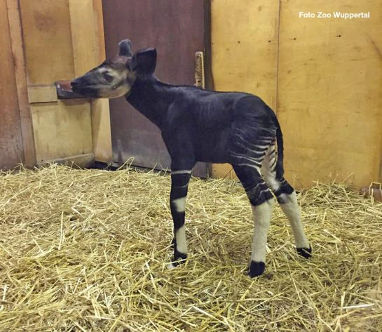 okapi-zoo-wildtiere-futtermittel-ernährung-versorgung-betreuung-zootiere-futter