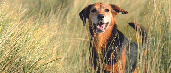 hund-hundefutter-hundetrockenfutter-nassfutter-hunde-trockenfutter-welpenfutter