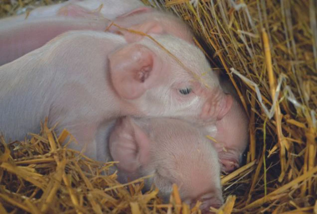 ferkel-stroh-atemwegserkrankungen-husten-erkrankungsfolgen-belastungseinfluesse