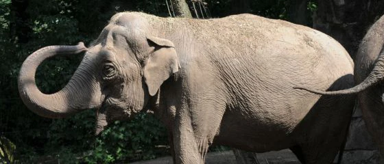 zootiere-wildtiere-futtermittel-mineralfutter-elefant-futter-zoo-milchaustauscher