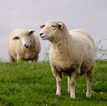 schaffuetterung-lammzeit-kupfer-schaf-schafmineral-leckmasse-mutterschafe